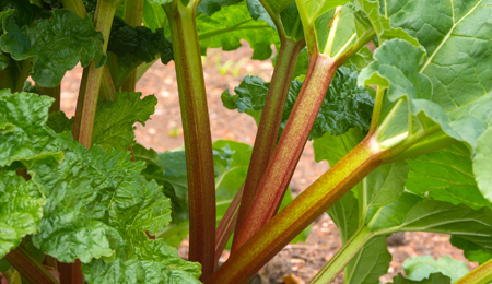 Rhubarb