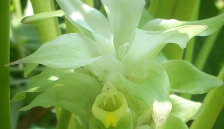 Premium Exotic Herbs